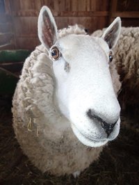 An up close photo of a sheep's face