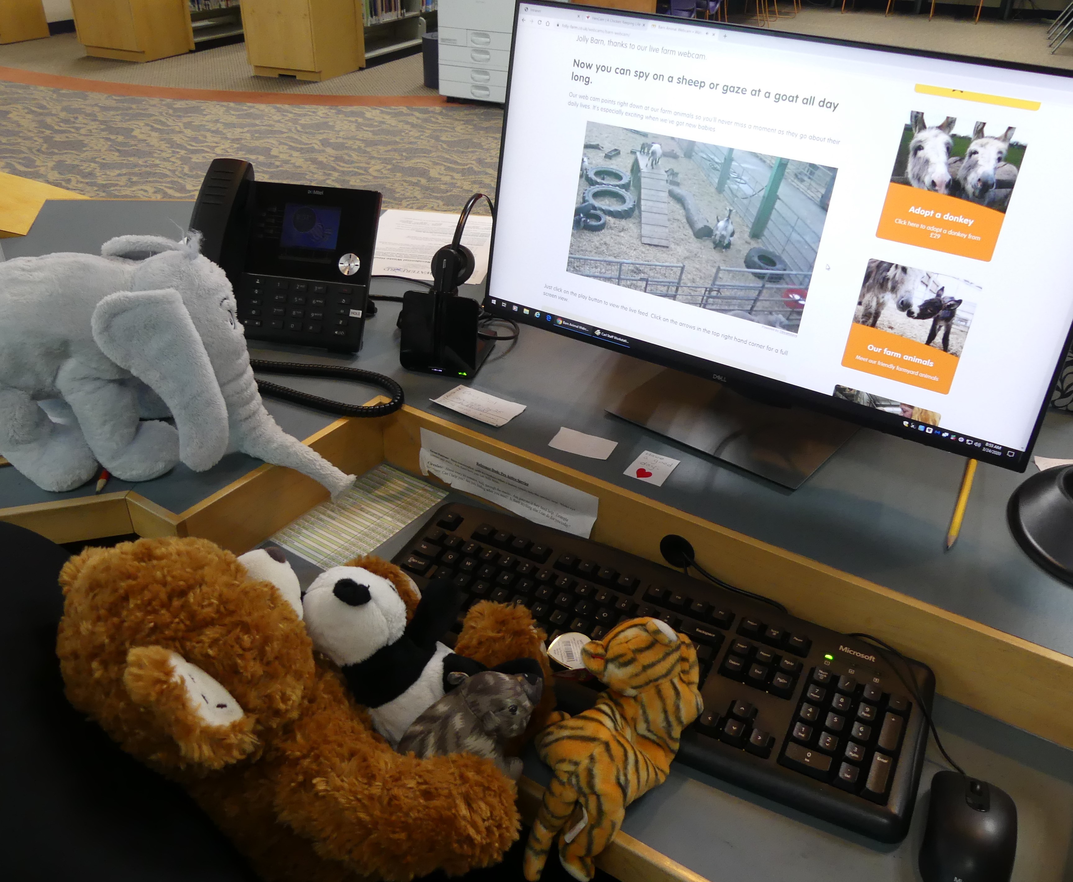 Bear watching virtual zoo