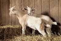 2 white goats in a barn
