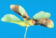 A small leaf with tar spots